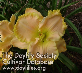 Daylily Tommy Lee Duck